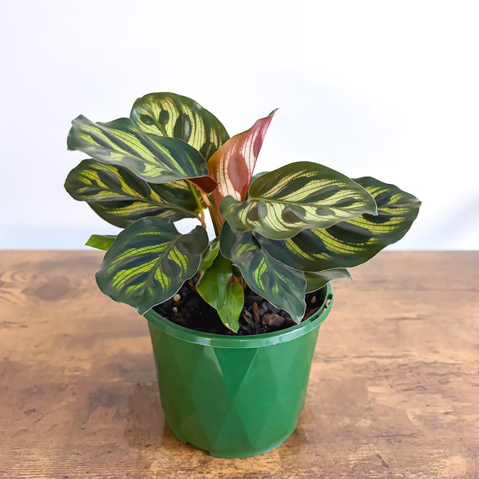 Calathea Makoyana | The Plant Boys