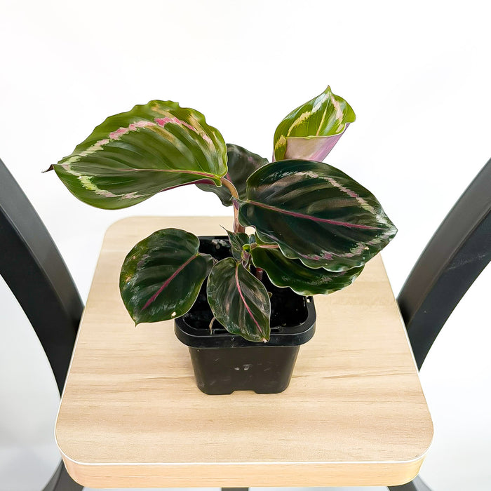 Calathea Medallion