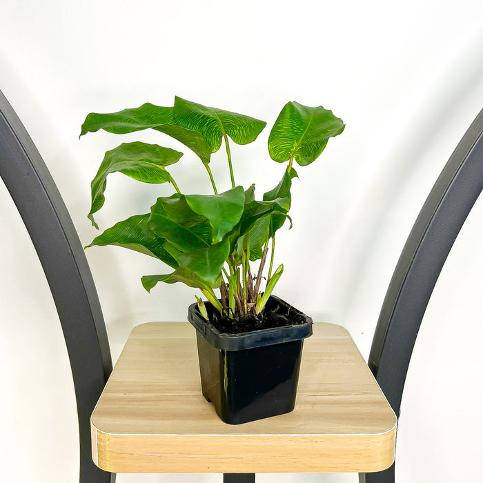 Calathea Musaica