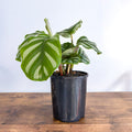 Calathea Orbifolia Watercolours | The Plant Boys