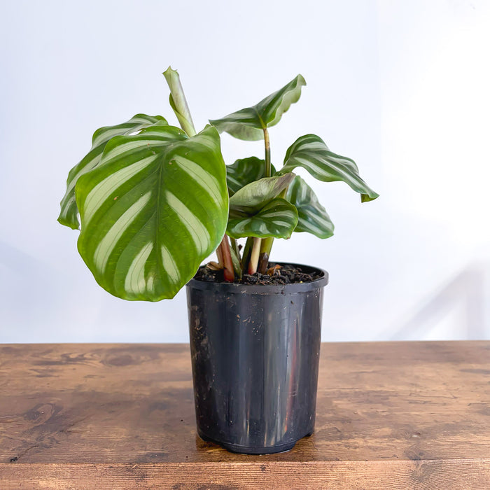Calathea Orbifolia Watercolours | The Plant Boys