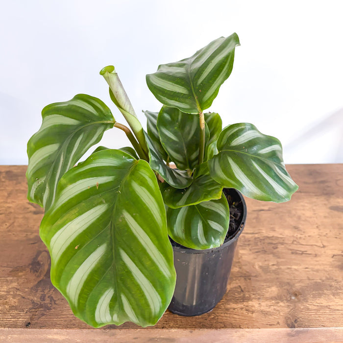 Calathea Orbifolia Watercolours | The Plant Boys