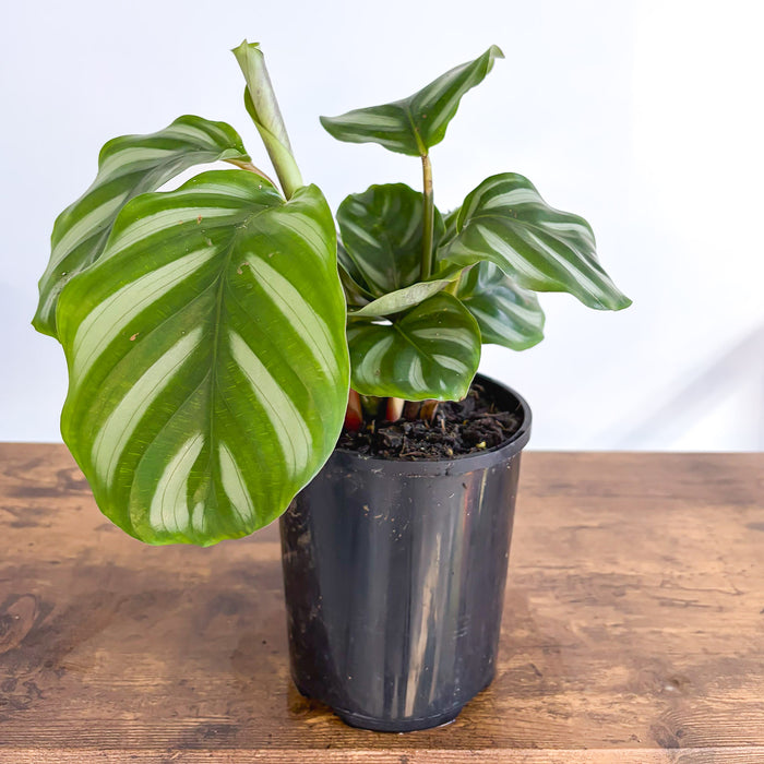 Calathea Orbifolia Watercolours | The Plant Boys