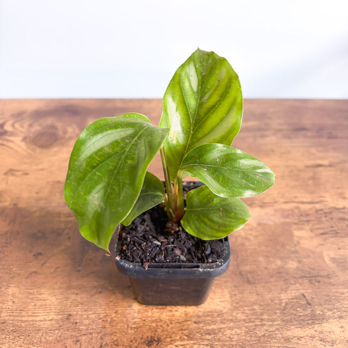 Calathea Orbifolia Watercolours | The Plant Boys
