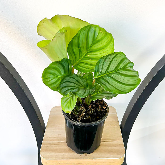 Calathea Orbifolia