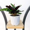 Calathea Rattlesnake | The Plant Boys