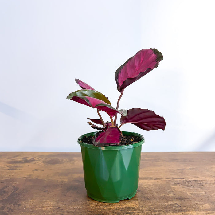 Calathea Rosey | The Plant Boys