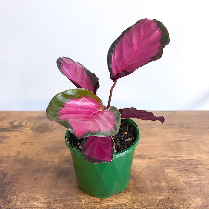 Calathea Rosey | The Plant Boys