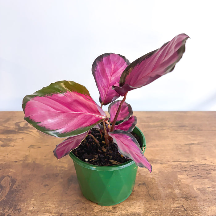 Calathea Rosey | The Plant Boys