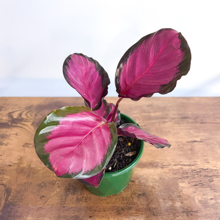 Calathea Rosey | The Plant Boys