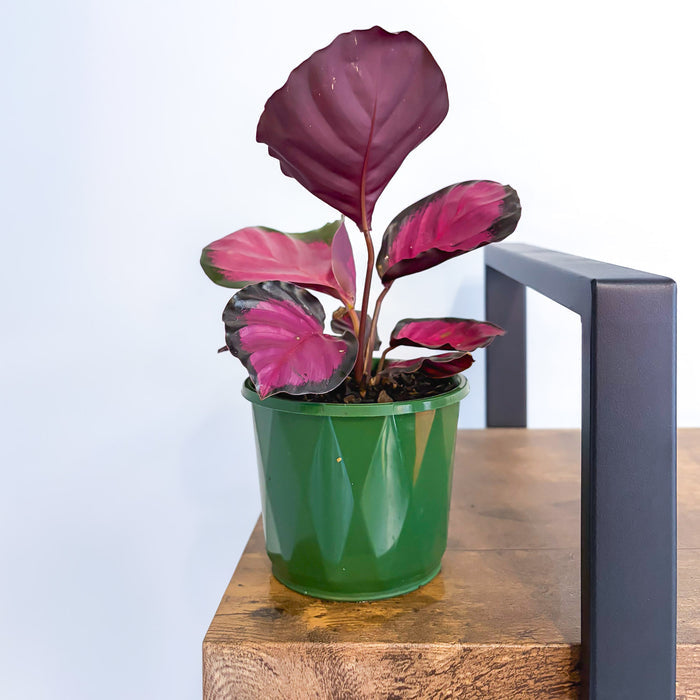 Calathea Rosey | The Plant Boys