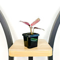Calathea Silver Plate