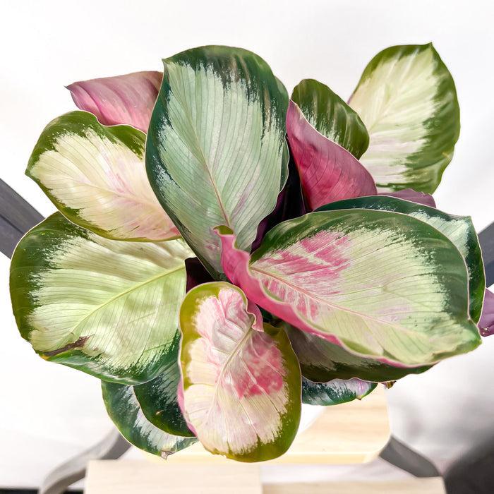 Calathea White Cloud | The Plant Boys