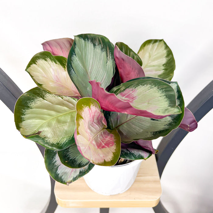 Calathea White Cloud | The Plant Boys