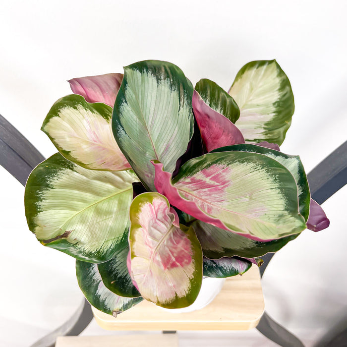 Calathea White Cloud | The Plant Boys
