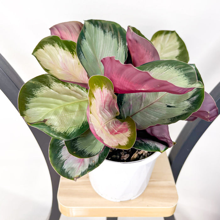 Calathea White Cloud | The Plant Boys