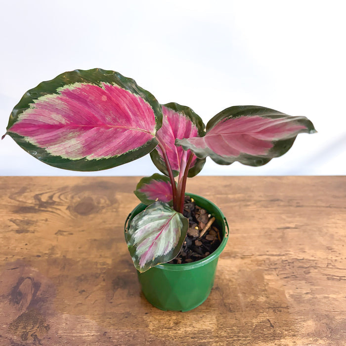 Calathea White Cloud | The Plant Boys