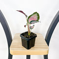 66mm Pot