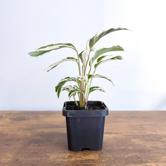 Calathea White Fusion | The Plant Boys