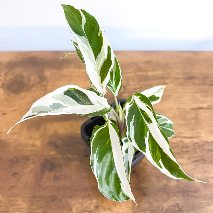 Calathea White Fusion | The Plant Boys