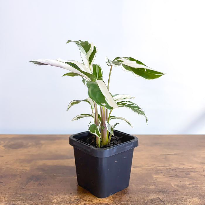Calathea White Fusion | The Plant Boys