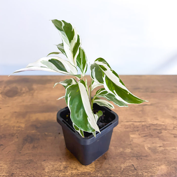 Calathea White Fusion | The Plant Boys