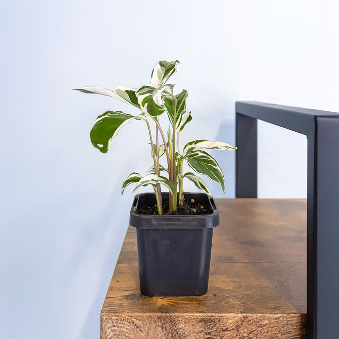 Calathea White Fusion | The Plant Boys