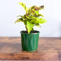Calathea Yellow Fusion | The Plant Boys