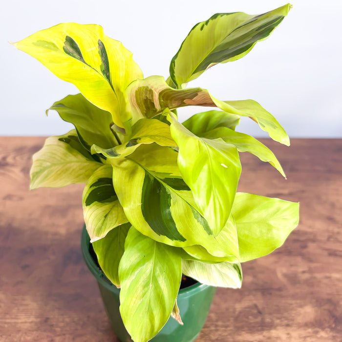Calathea Yellow Fusion | The Plant Boys