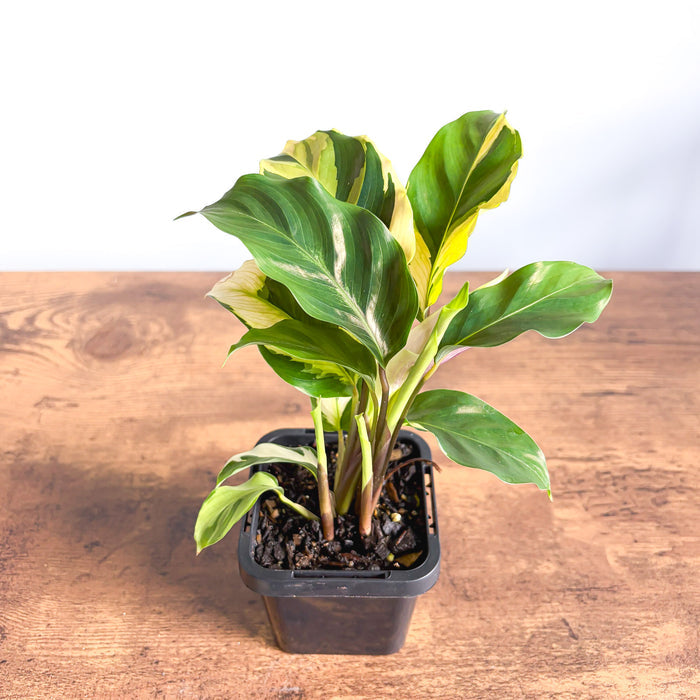 Calathea Yellow Fusion | The Plant Boys