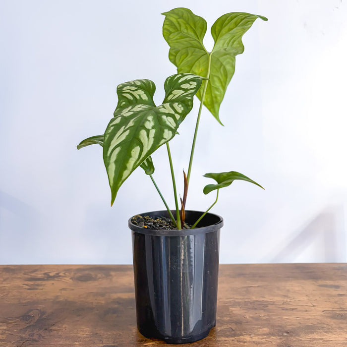 Cercestis Mirabilis | The Plant Boys