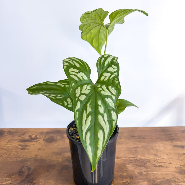 Cercestis Mirabilis | The Plant Boys