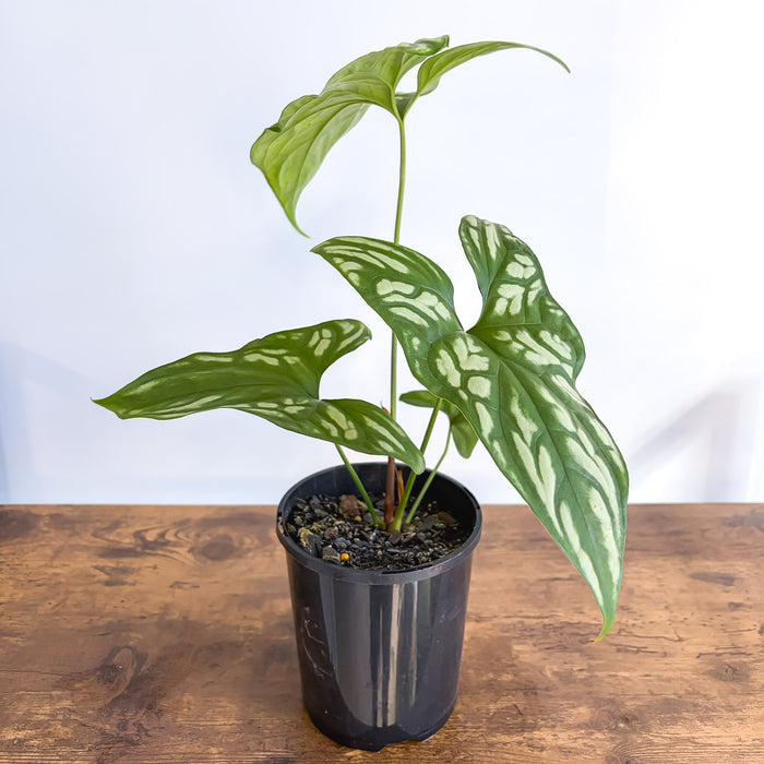 Cercestis Mirabilis | The Plant Boys