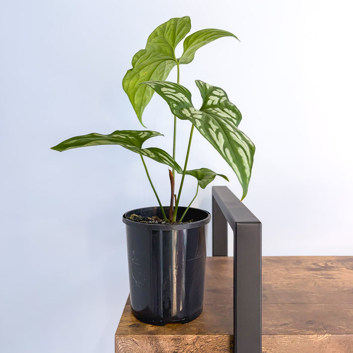 Cercestis Mirabilis | The Plant Boys