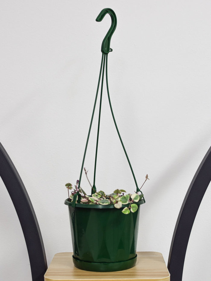 Ceropegia Woodii Chain of Hearts Variegated | The Plant Boys