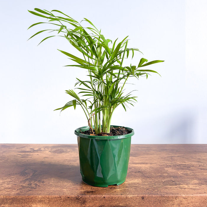 Chamaedorea Elegans Parlour Palm | The Plant Boys