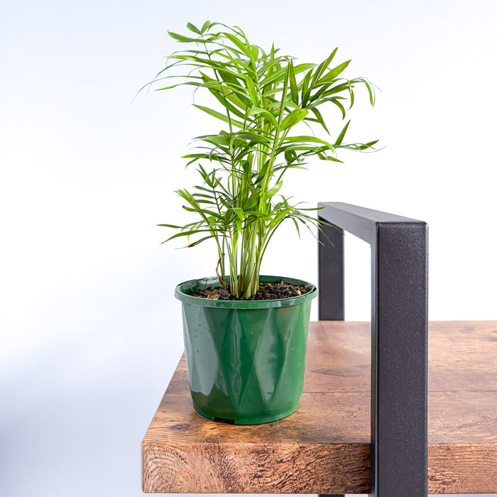Chamaedorea Elegans Parlour Palm | The Plant Boys