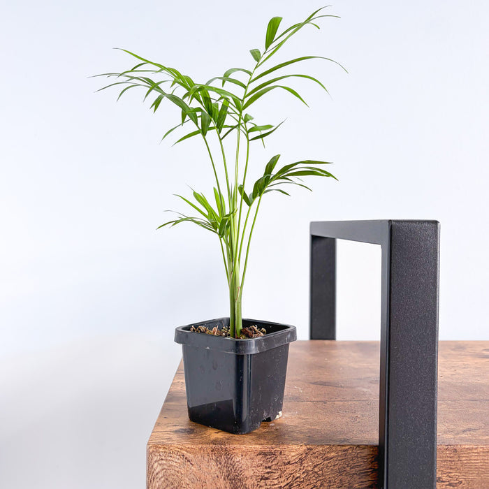 Chamaedorea Elegans Parlour Palm | The Plant Boys