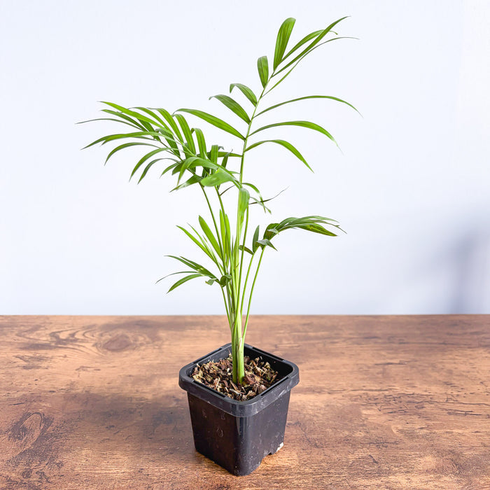 Chamaedorea Elegans Parlour Palm | The Plant Boys