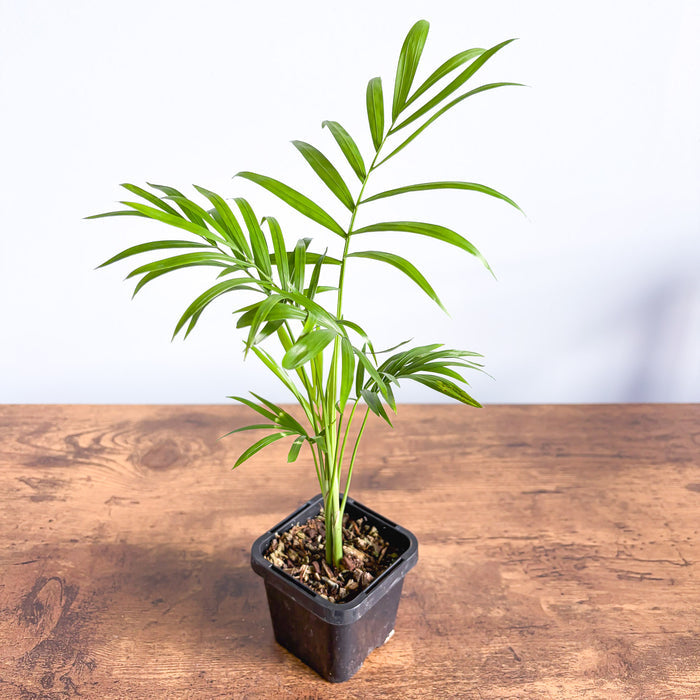 Chamaedorea Elegans Parlour Palm | The Plant Boys