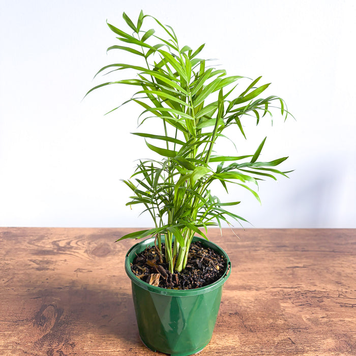 Chamaedorea Elegans Parlour Palm | The Plant Boys