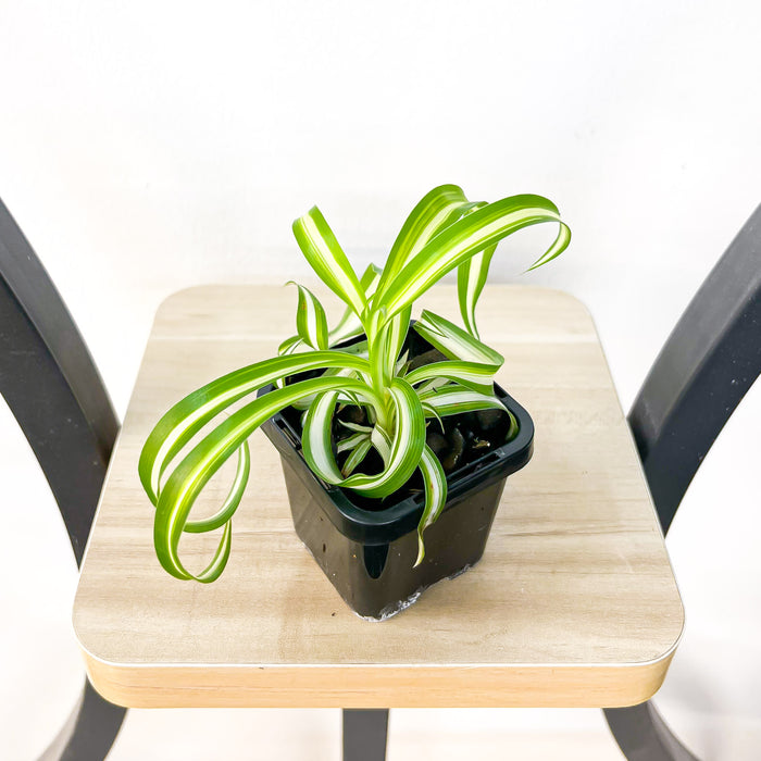Chlorophytum Bonnie Curly Spider Plant | The Plant Boys