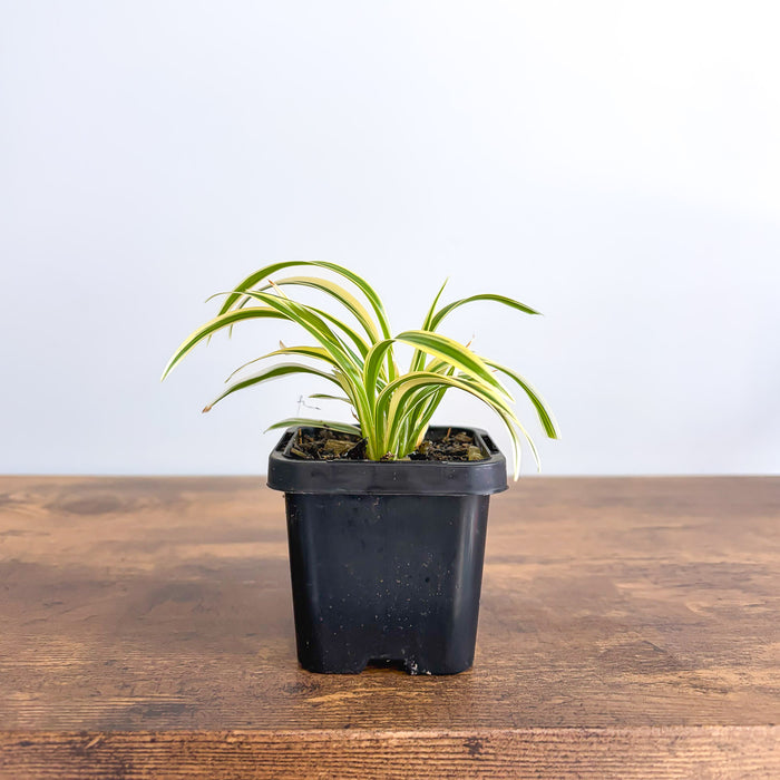 Chlorophytum Laxum Compact Spider Plant | The Plant Boys