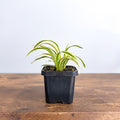 Chlorophytum Laxum Compact Spider Plant | The Plant Boys