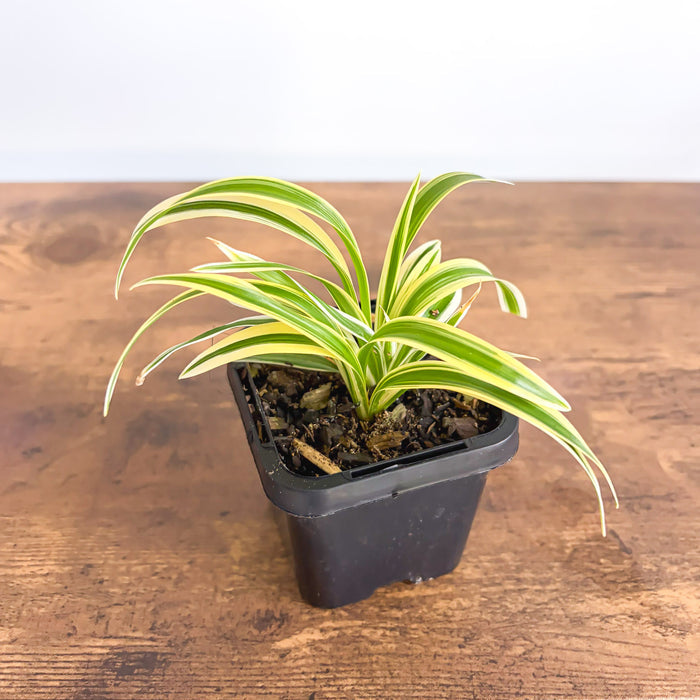 Chlorophytum Laxum Compact Spider Plant | The Plant Boys
