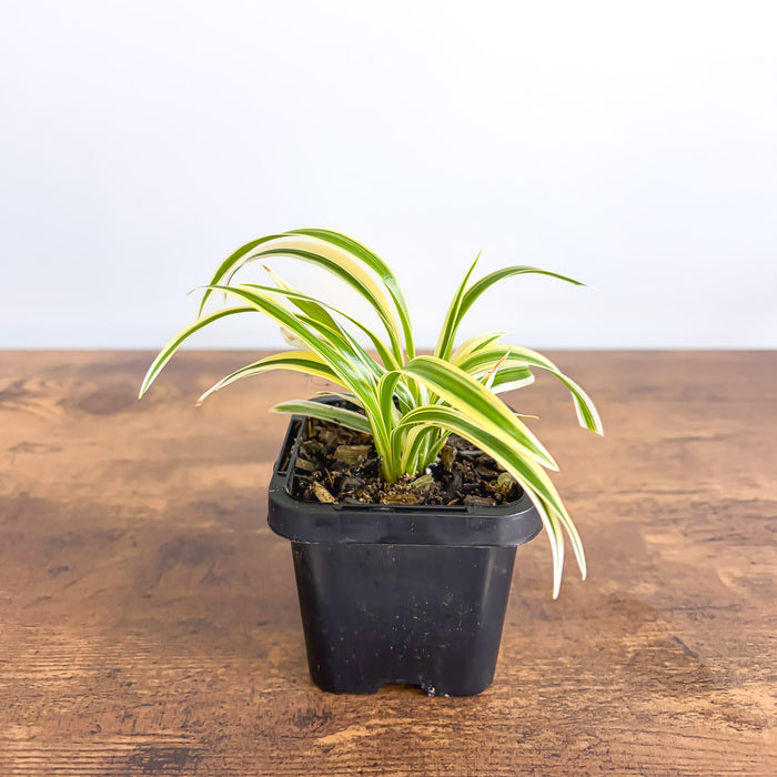 Chlorophytum Laxum Compact Spider Plant | The Plant Boys