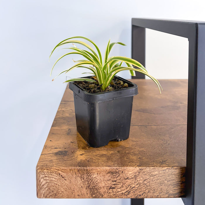Chlorophytum Laxum Compact Spider Plant | The Plant Boys