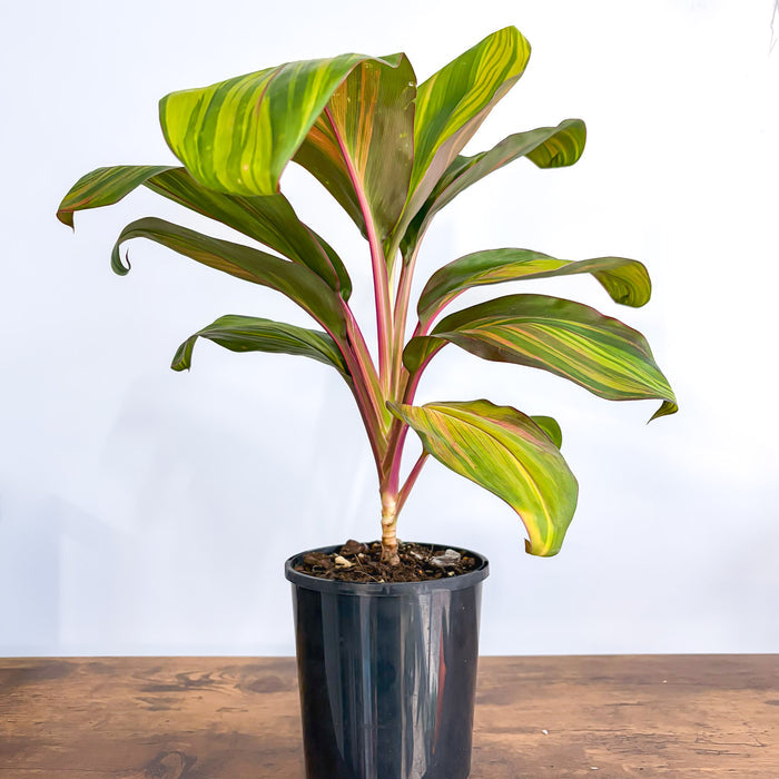Cordyline Willy's Gold | The Plant Boys