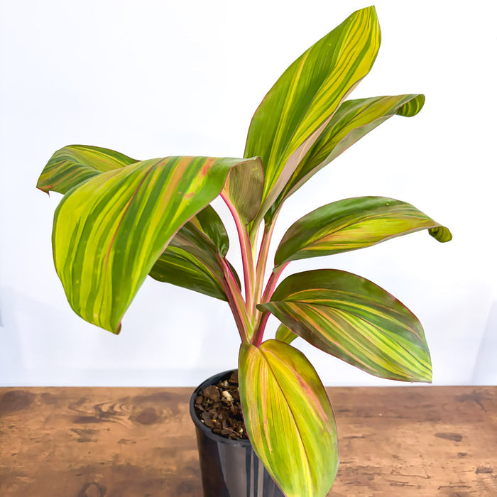 Cordyline Willy's Gold | The Plant Boys