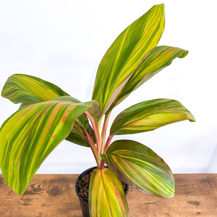 Cordyline Willy's Gold | The Plant Boys